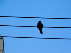 Corvus macrorhynchos