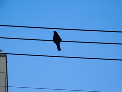 Corvus macrorhynchos