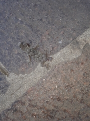 Tarentola mauritanica