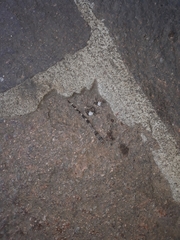 Tarentola mauritanica