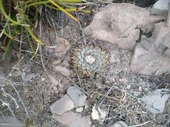Ariocarpus retusus retusus