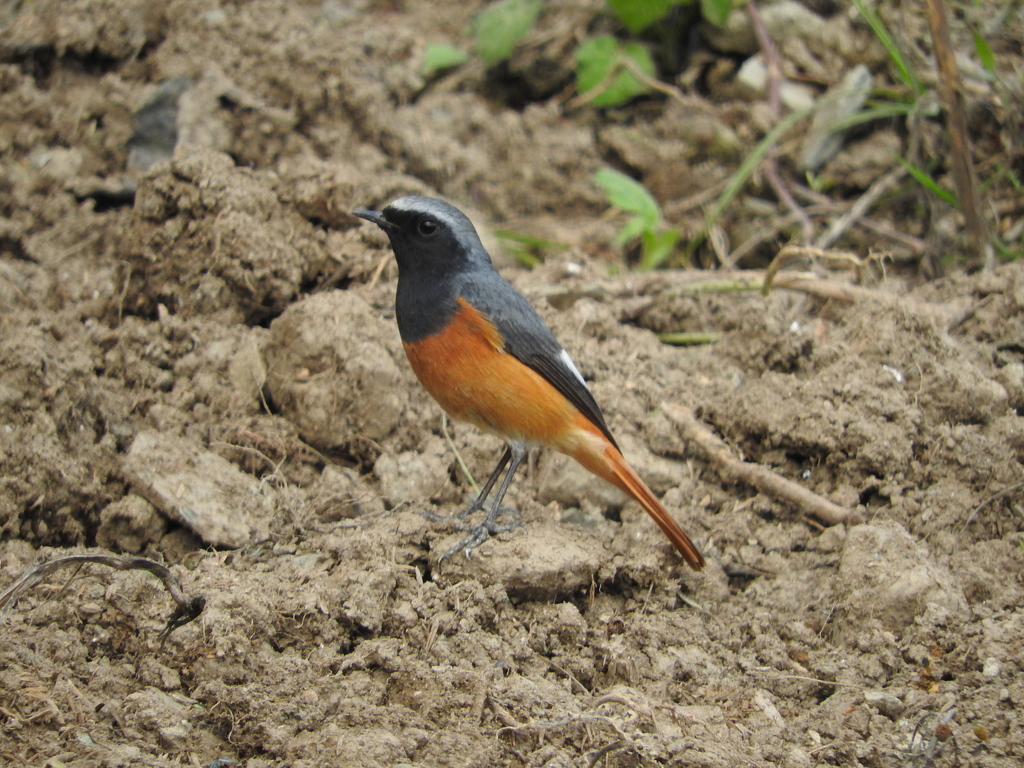 Hodgson's Redstart (Phoenicurus hodgsoni) photo