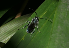Trirogma caerulea