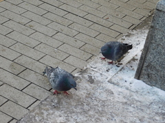 Columba livia domestica