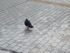 Columba livia domestica