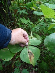 Trillium camschatcense
