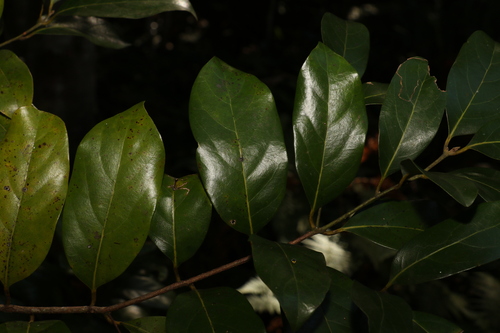 Northern Laurel (Cryptocarya vulgaris)