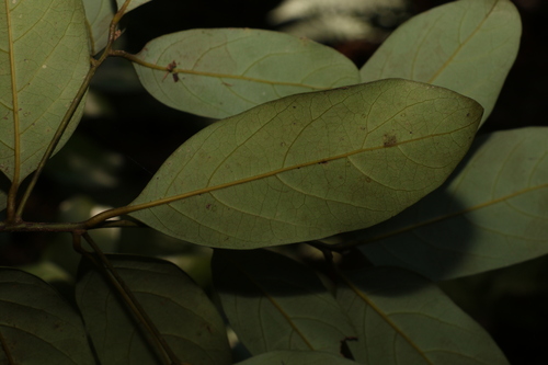 Image of Cryptocarya vulgaris by (c) Greg Tasney, some rights reserved (CC BY-SA)