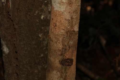 Image of Cryptocarya vulgaris by (c) Greg Tasney, some rights reserved (CC BY-SA)
