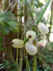 Rhipsalis baccifera image