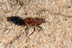 Ephutomorpha ferruginata