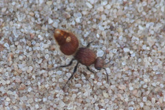 Ephutomorpha ferruginata