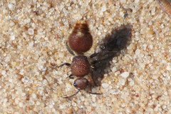 Ephutomorpha ferruginata