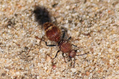 Ephutomorpha ferruginata