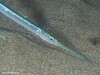 Garfish - Photo (c) Dennis Rabeling, some rights reserved (CC BY-NC-ND), uploaded by Dennis Rabeling