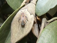 Dysdercus sidae