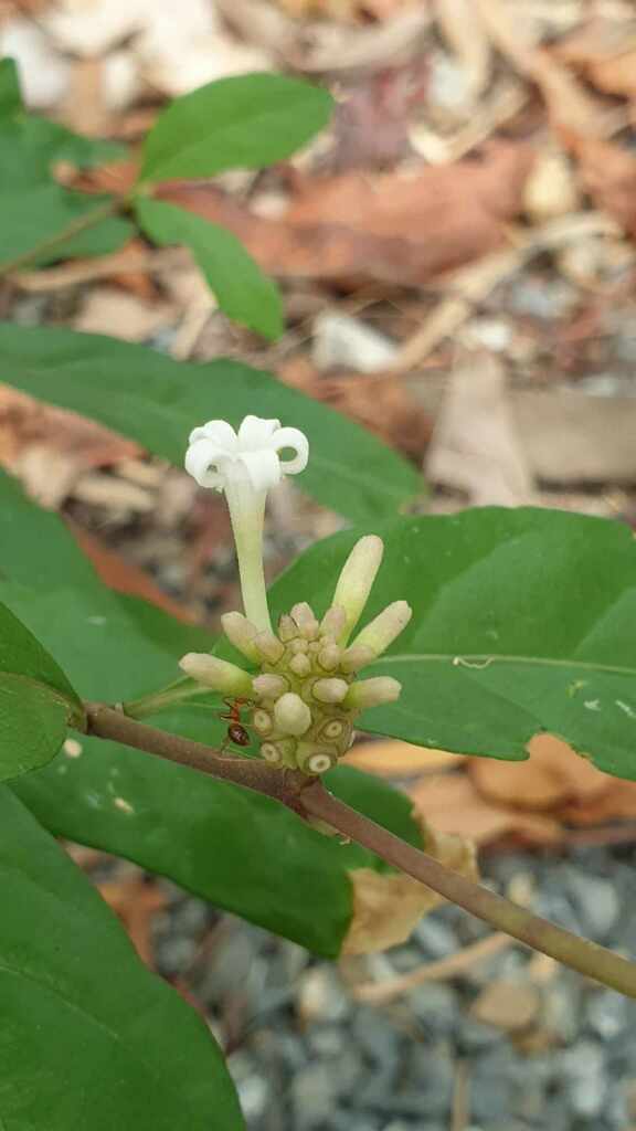 Morinda persicifolia (Morinda persicifolia)