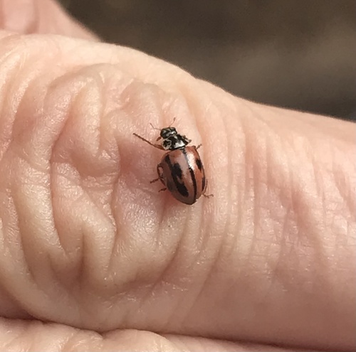 Hudsonian Ladybird photo 3