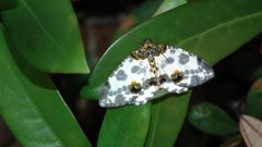 Abraxas amicula-illuminata