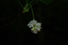 Staphylea pinnata