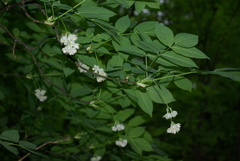 Staphylea pinnata