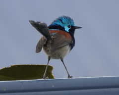 Red-Winged Fairywren photo 5