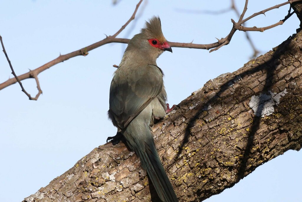 Red-Faced Mousebird