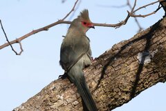 Red-Faced Mousebird photo 1