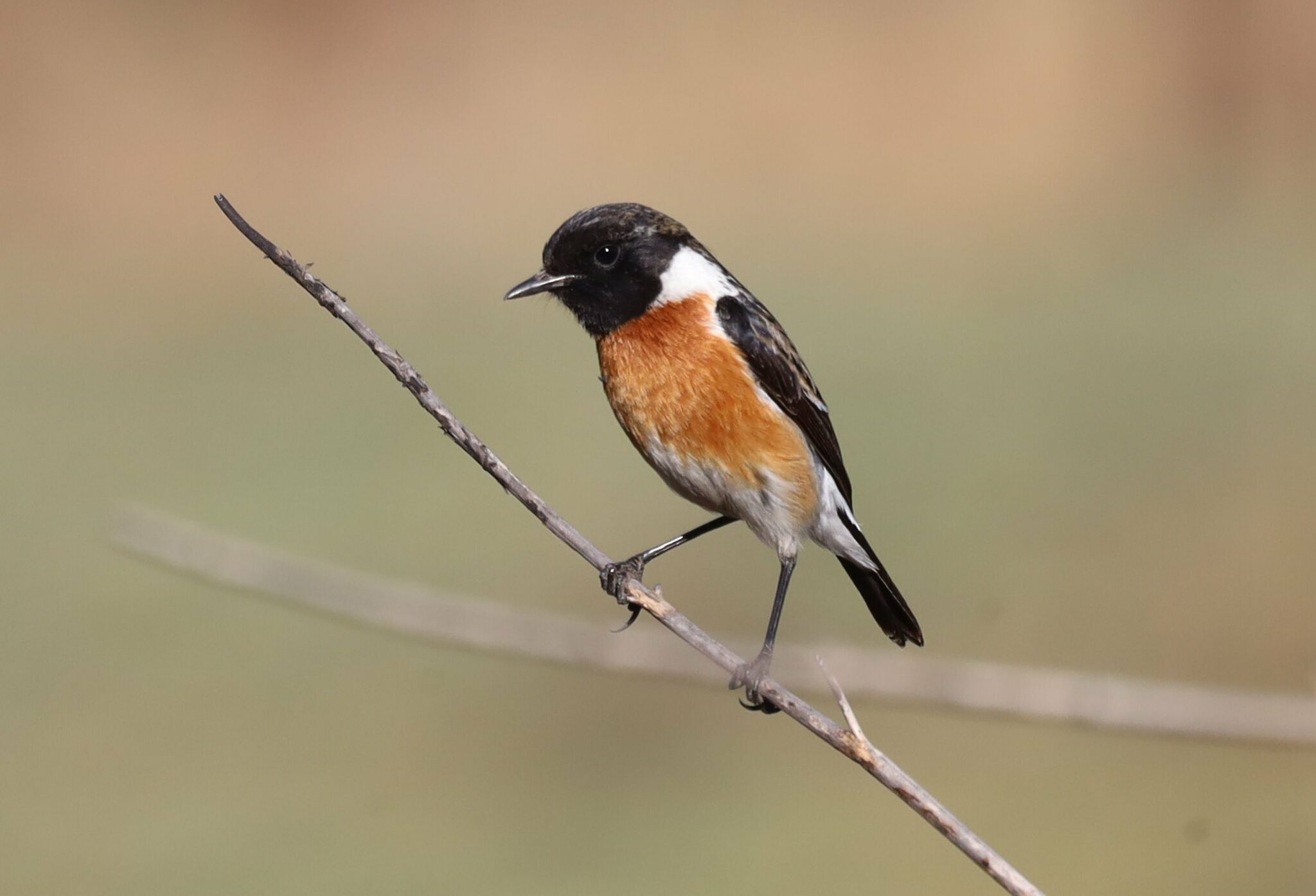 African Stonechat