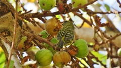 Crithagra scotops umbrosa