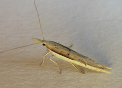 Ypsolopha mucronella