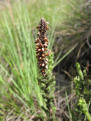 Erica alopecurus