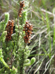 Erica alopecurus
