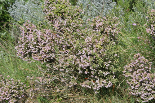 Image of Cold Heath (Erica algida) by (c) Michael D. Pirie, some rights reserved (CC BY)