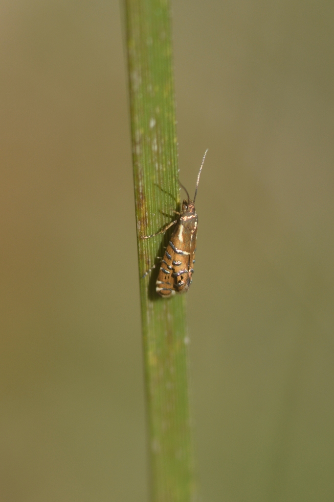 Glyphipterix asteriella