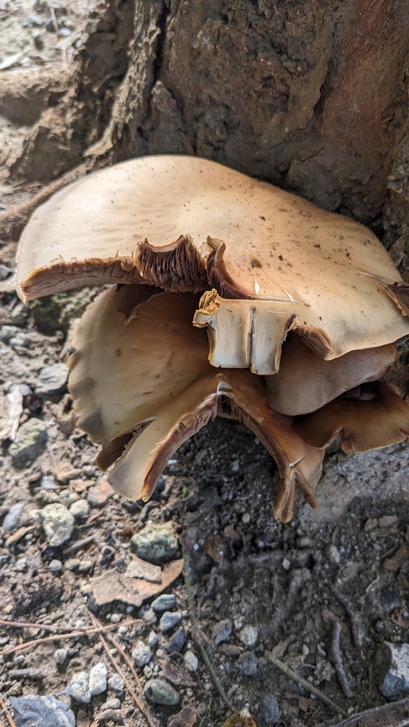 Cyclocybe cylindracea · September 2023 · photo: © atsushi_nakajima_cirque (iNaturalist, cc-by)