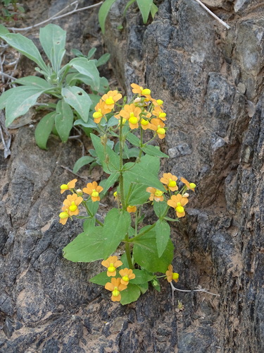 Image of Nemesia williamsonii by (c) Shaun Swanepoel, some rights reserved (CC BY)