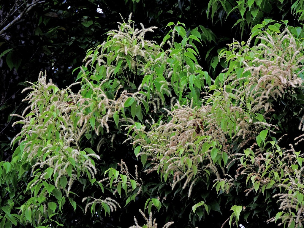 Castanopsis eyrei