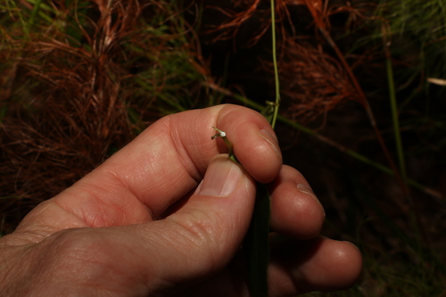 Image of Leichhardtia fraseri by (c) Greg Tasney, some rights reserved (CC BY-SA)