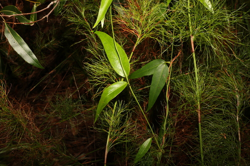 Image of Leichhardtia fraseri by (c) Greg Tasney, some rights reserved (CC BY-SA)