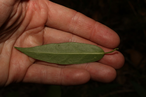 Image of Leichhardtia fraseri by (c) Greg Tasney, some rights reserved (CC BY-SA)