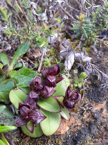 Image of Bracket Satyre (Satyrium bracteatum) by (c) Rebecca Lain, some rights reserved (CC BY-SA)
