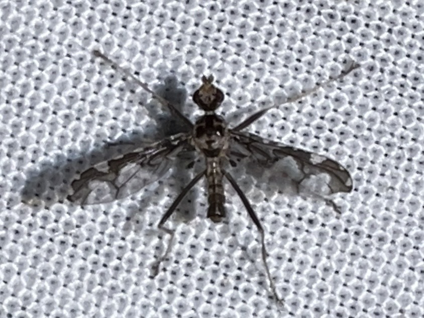 Toxopyrgota
