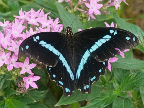 Narrow Green-banded Swallowtail