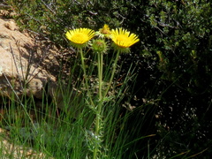 Berkheya discolor