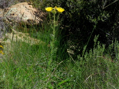Berkheya discolor