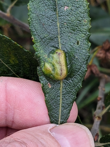 Sallow Pea-gall Sawfly photo 3