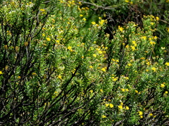 Euryops nodosus