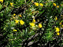 Euryops nodosus