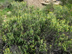 Euryops nodosus